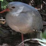 image of bird