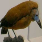 image of bird
