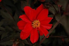image of flower
