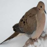 image of bird