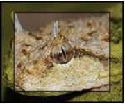 image of horned_viper