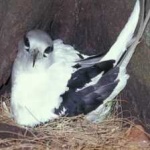 image of bird