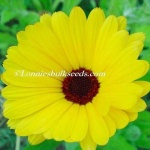 image of flower