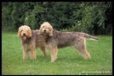 image of otterhound