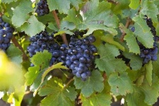 image of grapes