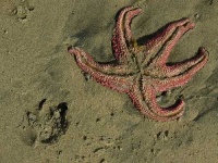 image of starfish