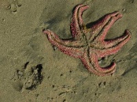 image of starfish #13