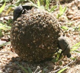 image of dung_beetle