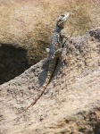 image of agama
