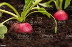image of fruit_and_vegetable