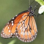 image of animal