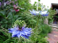 image of flower