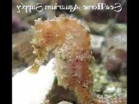 image of sea_horse