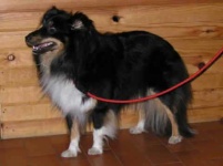 image of briard