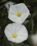 image of flower