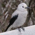image of bird