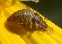 image of lacewing