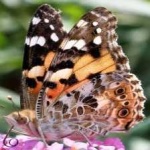 image of animal