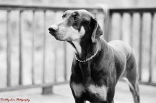 image of doberman