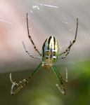 image of garden_spider