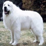 image of animal