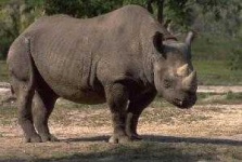 image of rhino