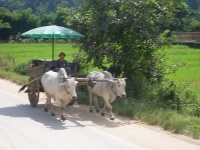 image of oxcart