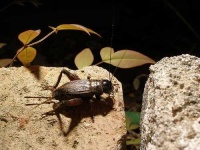 image of cricket