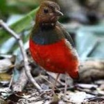 image of red_bellied_pitta #20