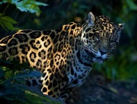 image of jaguar_car