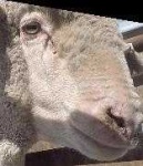 image of animal
