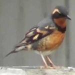 image of bird