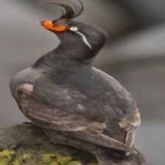 image of bird