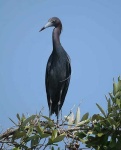image of little_blue_heron