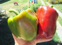 image of bell_pepper #29