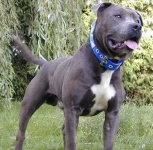image of staffordshire_bullterrier