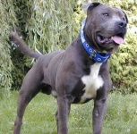 image of staffordshire_bullterrier #6