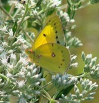 image of sulphur_butterfly #2