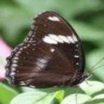 image of eggfly #2