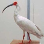 image of asian_crested_ibis #28