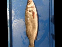 image of fish