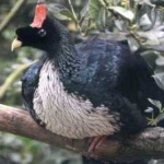 image of horned_guan #27