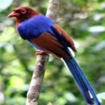 image of bird