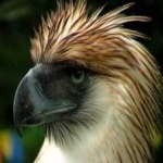 image of bird
