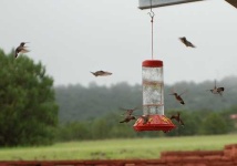 image of hummingbird