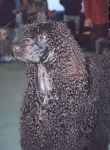 image of irish_water_spaniel #12