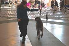 image of scottish_deerhound