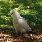 image of bird