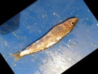 image of fish