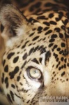 image of jaguar_car